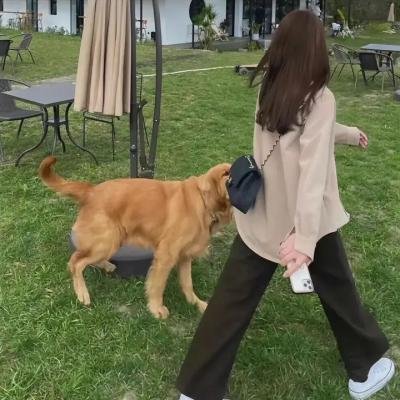 寻狗记